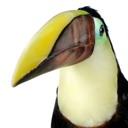 Preview: Swainson's Toucan
