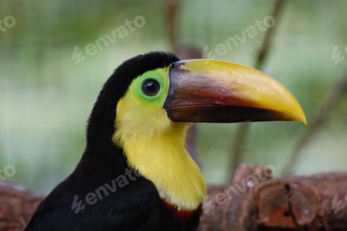 Preview: toucan, bird, colours, tropics
