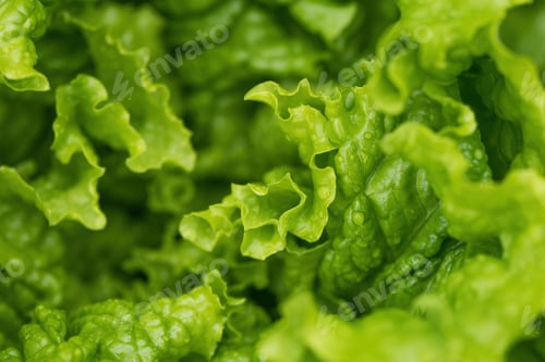 Preview: Green salad or lettuce leaves in garden, homegrown produce in back yard, closeup