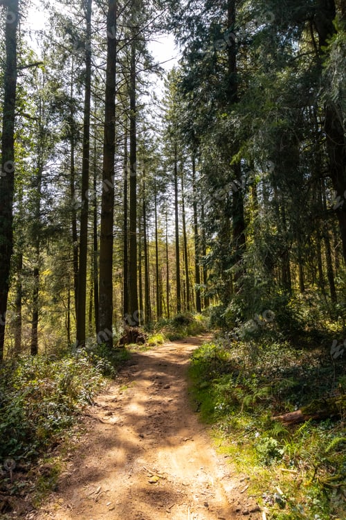 Preview: Path of the forest of ascent to Mount Andatza in the town of Usurbil, Gipuzkoa. Basque Country