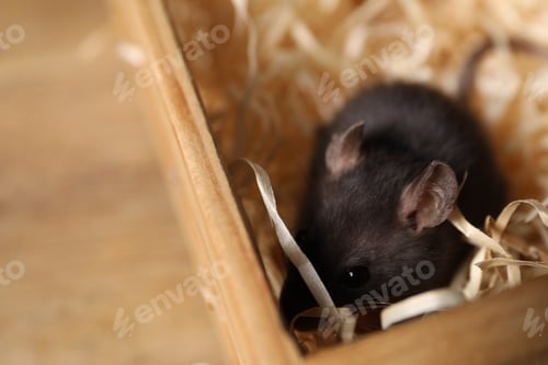 Preview: Adorable black mouse in wooden crate with bedding