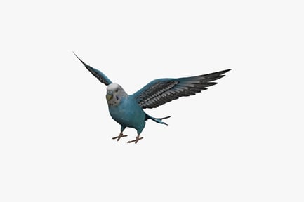 Preview: Blue parakeet in flight with spread wings
