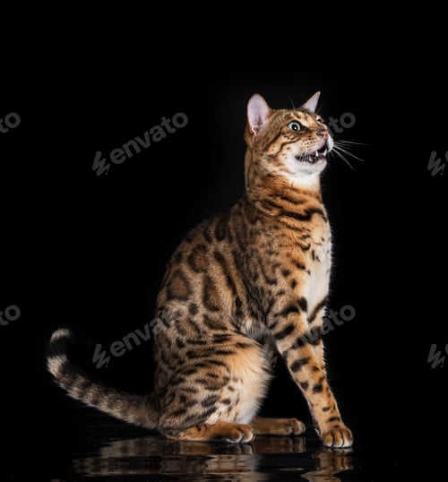 Preview: bengal cat in studio