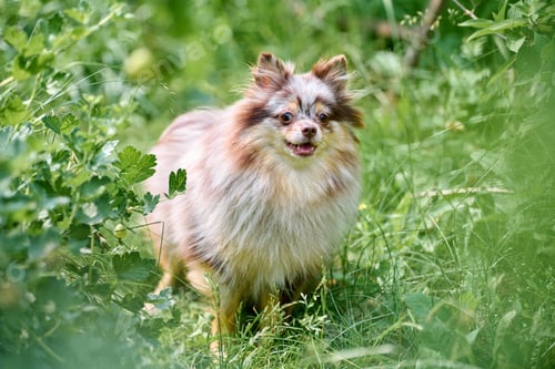 Preview: Fluffy pomeranian spitz exploring lush greenery