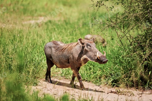 Preview: Shot of warthog in environment