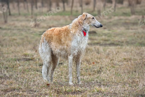 Preview: Russian borzoi dog