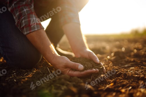 Preview: Male hands touching soil on the field. Expert hand of farmer checking soil health before growth.
