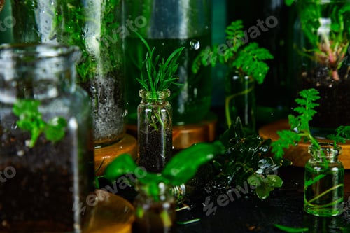 Preview: Mini glass vases and bottle with green leaves, plants. Gardening.