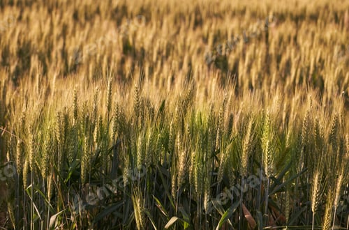 Preview: ears of wheat in spring