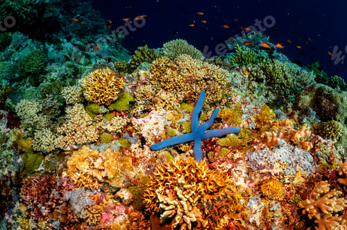 Preview: Amazing underwater world, Underwater world scene.