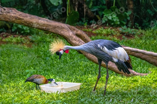 Vorschau: Grau gekrönter Kranich Vogel und Ente essen