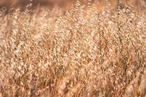 Preview: Dry Oat grass growing on a field in California where is considered invasive
