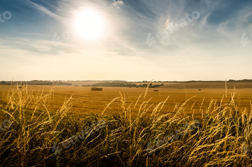 Preview: Summer in Wiltshire