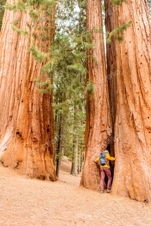 Preview: Tourist With Backpack Hiking In Sequoia National Park. California, United States.