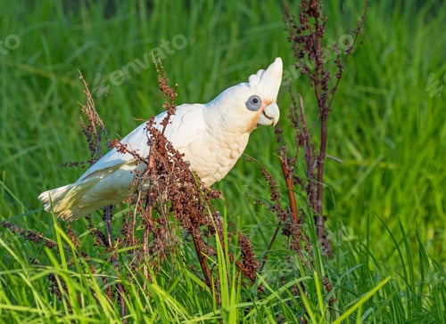Preview: White Corella Feeding