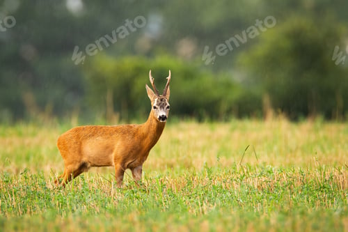 Preview: Roe deer buck standing on field in rainy summer nature
