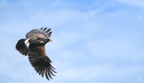 Preview: Harris hawks flying into the wind in clear skies