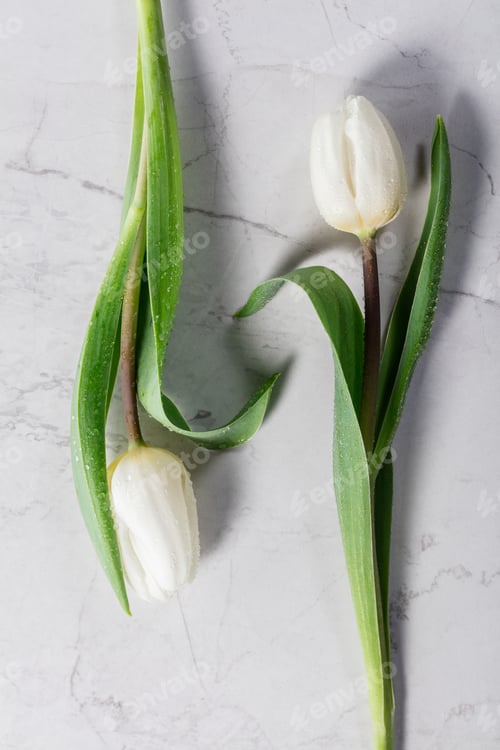 Preview: Elegant White Tulips on Marble Background