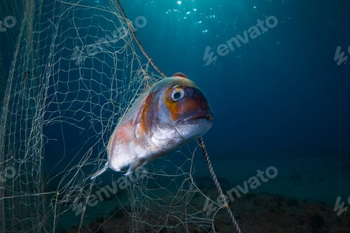 Preview: Ghost nets kill marine life