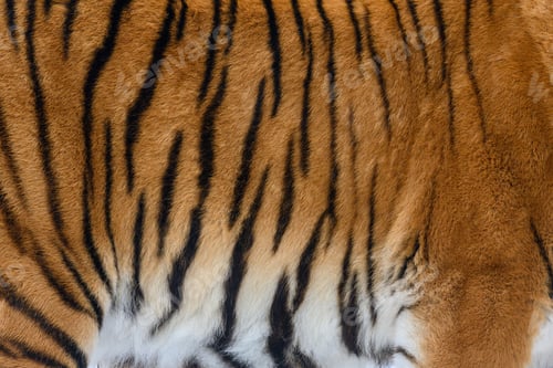 Preview: Tiger pattern design. Real fur texture. Animal print pattern tile background