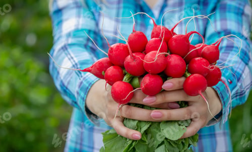 Preview: The farmer's hands hold a fresh radish, close-up. Organic fresh harvested vegetables.