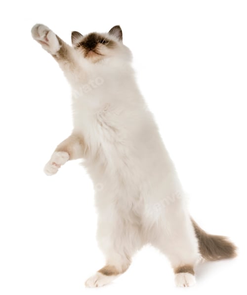 Preview: birman kitten in studio