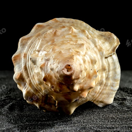 Preview: Pleuroploca trapezium seashell on a dark background