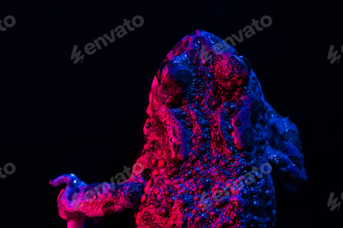 Preview: Amazing frog, macro photo top view. Beautiful ground toad close-up night shot under pink neon