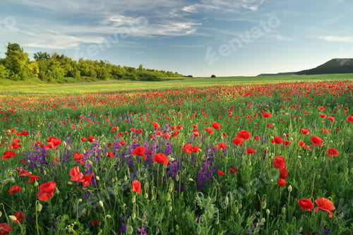 Preview: Spring flowers in meadow.