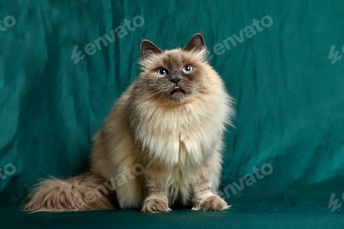 Preview: Siamese Longhair cat sitsagainst a green background