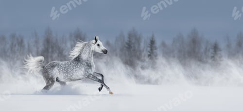 Preview: Grey arabian horse galloping across snowy field.