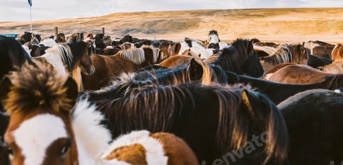 Preview: Authentic wild Icelandic horses in nature riding.