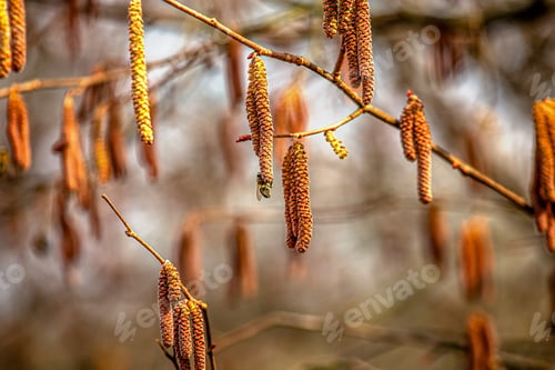 Preview: Honey bee collecting pollen from a catkins of a hazel tree