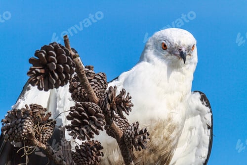 Preview: Closeup shot of a Swallow-Tailed Kite on a pine cone perch
