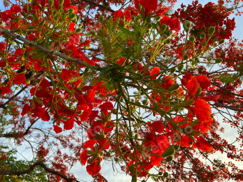 Preview: Red flame tree