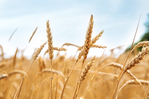 Preview: Wheat grain field on sunny day. Cereal farming