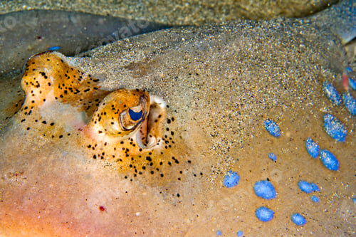 Preview: Blue-spotted Ribbontail Ray, Bunaken National Marine Park, Indonesia
