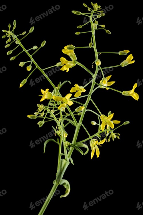Preview: Flowering cabbage, yellow flowers of cabbage, isolated on black background