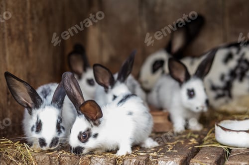 Preview: Group of baby rabbits inside a wooden hutch