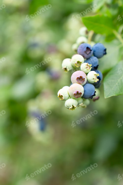 Preview: Fresh Blue and Green Blueberries on Branch. Blueberry Bush with Mixed Ripeness Berries