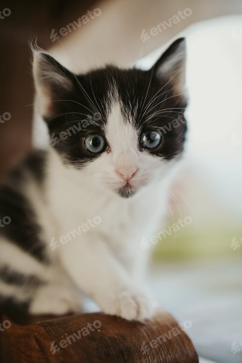 Preview: Vertical closeup shot of a cute black and white kitten with bright