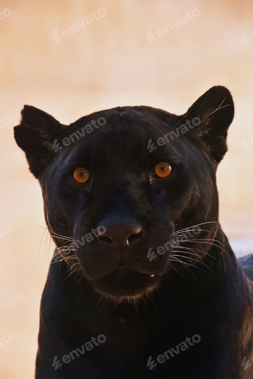 Preview: Close up portrait of black jaguar (Panthera onca)