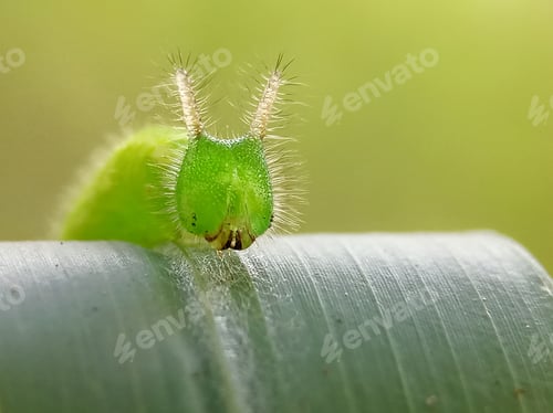 Preview: Green caterpillar