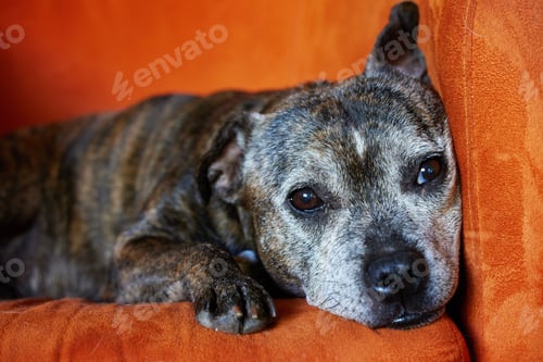 Preview: My dog hair is everywhere Well it is called fur-niture...Shot of an adorable dog at home.
