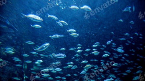 Preview: Lots of fishes, sharks and stingrays swimming in big aquarium at zoo. Abstract underwater background