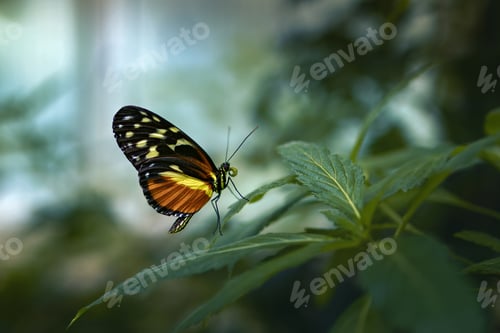 Preview: the butterfly is standing on top of some green leaves for protection