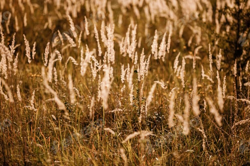Preview: field gold grass in the sunlight. beautiful background. happy wallpaper. soft focus. Brown and gray