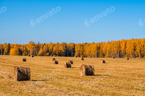 Preview: Hey bale. Rural nature in farmlands.