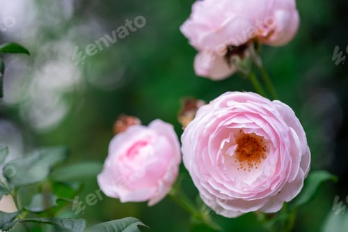 Preview: Tenderness pink Rose flower in flowers garden. Beautiful rose flower over blurred green background