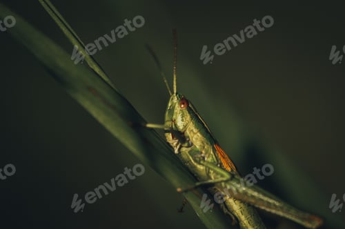 Preview: insect locust